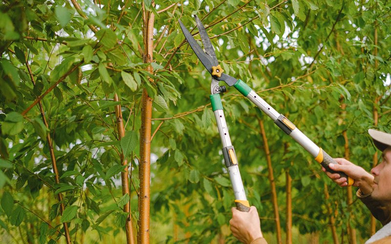 Tree trimming in Hiwasse, AR