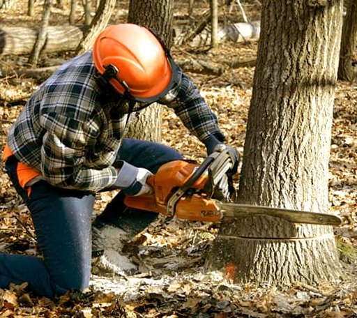 Tree Removal in Hiwasse, AR